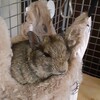 ハンモックでくつろぐデグーさん その2