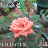 2010/07/13　テディベア