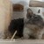 しろごまあん1333日目
