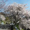 2019年4月12日(金)　「さくら名所100選」の三多気の桜から大洞山へ、春の花を愉しむ！