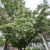 ヤマボウシが開花、結実は秋です。