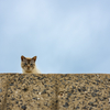 玄海諸島のねこさん