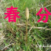 二十四節気「春分 (しゅんぶん)」 3/20～4/4頃　2026年