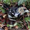 ムナオビオナガゴシキドリ(Crested Barbet)