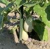🍆夏本番！畑の農作物の近況を紹介します