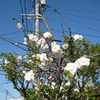 庭の花桃の現在の様子（2022年4月5日）