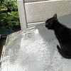 子猫が屋根から下りられないので、エサと水をやって1週間！？