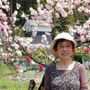 日本　背景は珍しい八重桜 
