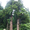 大谷地山神社門前の杉