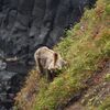 択捉島の野生動物 観光客「足がガクガク震えた」と出会いの写真をアップ