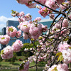 浜離宮恩賜庭園にて八重桜を撮影・後編。(2026年4月11日)