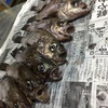 昨日、釣った魚が？