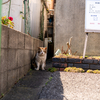 近隣住宅街のねこさん