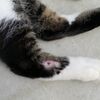 野良子猫の怪我