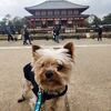 モモと興福寺　　2024.03.20　　　　　　奈良