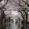 桜川、合浦公園の桜