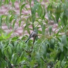 庭に訪れる小鳥たち