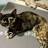 きゅるるんアイで見つめられたら。