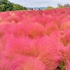 万博記念公園　コキアが色づき始め、コスモスが咲き始めました