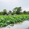 雨の朝、鶴岡八幡宮へ｜蓮のつぼみと、あじさい手水