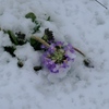 花に雪