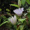 野の花はお好きですか