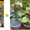 夏野菜 ナスビ 01【風呂の残り湯で水やり】