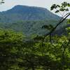 2024年5月19日(土)　[大峰]百合ヶ岳(大所山)を再訪、1週間で季節の花はうつろった