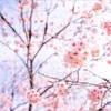 桜旅