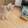 保護猫もなかに初めてのおやつを買ってあげた結果が微妙