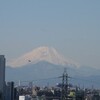 富士山／黄梅