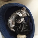 アメショ兄弟猫〜そらりく〜