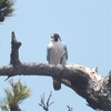 高萩海岸の鳥たち