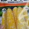 秋取りトウモロコシと枝豆の話