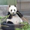 王子動物園パンダのタンタン｜関西ハイキング（神戸市灘区）