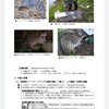  【速報】鳥取県でアライグマ猟が解禁←1匹あたり1万円の捕獲報酬ｗｗｗｗｗｗｗｗｗｗｗｗｗｗｗｗ 