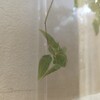 コラム「近年、昆虫が増えているらしい」