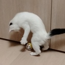 片付けたり、片付けられなかったりの日々。