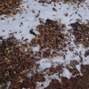 ツグミの仕業　雪をほじくり返した跡がたくさん