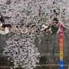 満開の桜に誘われて、疲れたからだを癒されに。