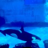 【観光】2024年名古屋港水族館をご紹介