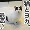 やっぱりヨガが好き！それが猫と一緒なら最高！