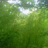 緑の竹藪