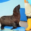 竹島水族館（19/01/20, 27）【オットセイがやってきた】