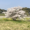 ふぉーく村の桜