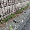 新規セダム受け入れ
