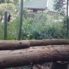 屋敷周りの伐採終了＆ケヤキの巨木の木登り伐採1日目