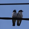 モリツバメ(White-breasted Woodswallow)