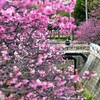 与儀公園の桜が満開