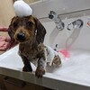 犬の多頭飼い暮らし日記：「はじめてのお風呂」